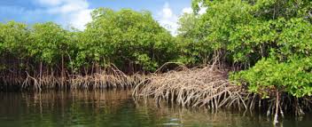 Overleven op het land en in de zee_ niveau 2_mangrove - mangrove (1)